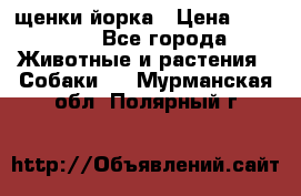 щенки йорка › Цена ­ 15 000 - Все города Животные и растения » Собаки   . Мурманская обл.,Полярный г.